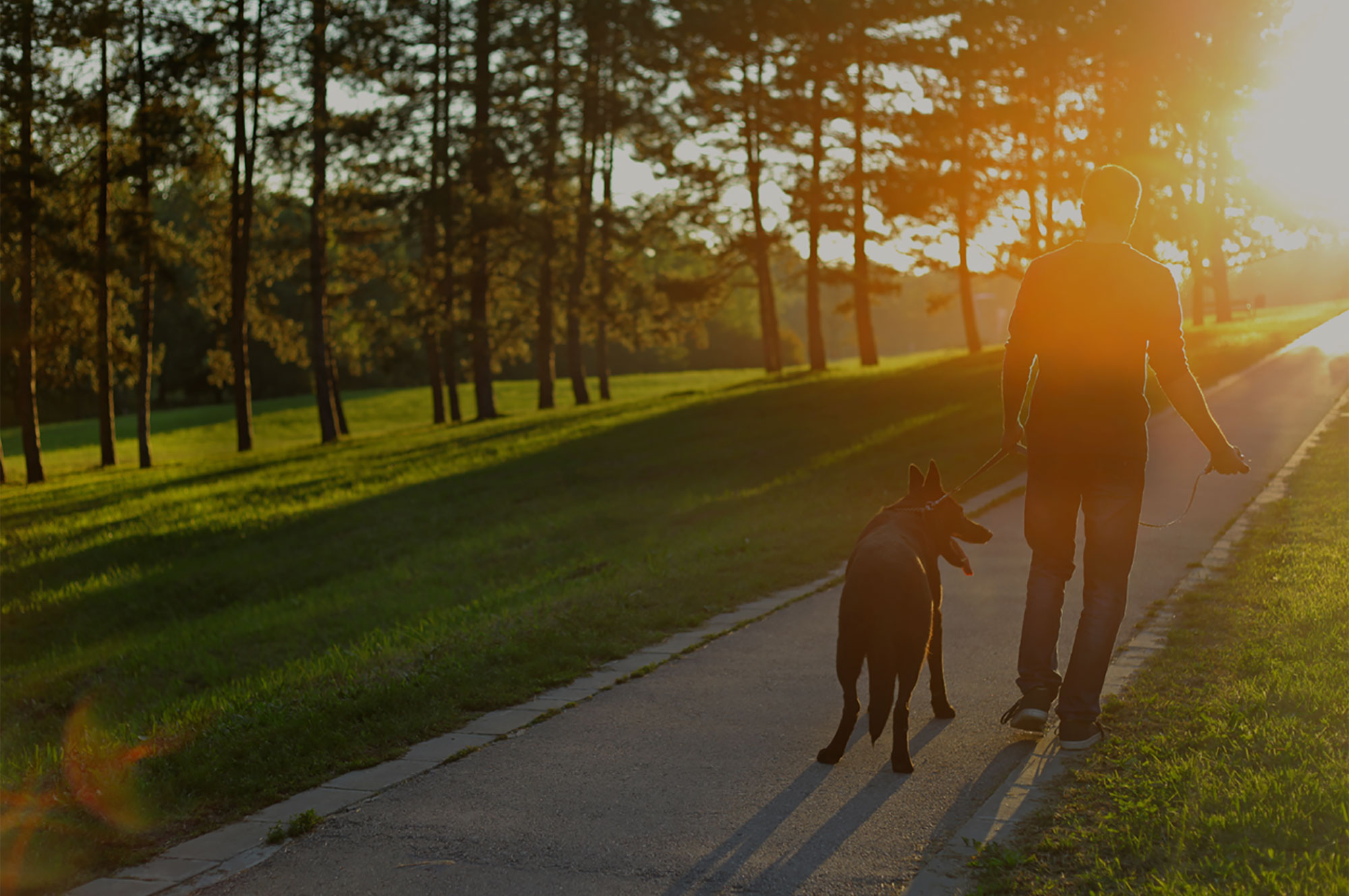 walking-dog-at-sunset